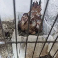 مرغ کرچ لاری خروس لاری جوجه لاری تخم نطفه دار