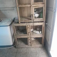 گنجه چوبی کفتر طوقی