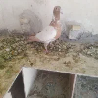 میلیمنز ماده