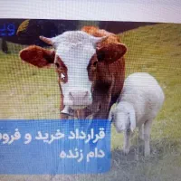 فروشنده گوساله نر،ماده هلشتاین