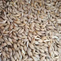 200کیلو جو برای گوسفند