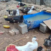 اردک اسراییلی