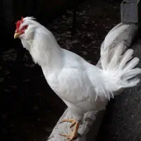 خروس گلین اصیل|حیوانات مزرعه|شلمان, |دیوار