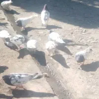 ۴۰عدد کبوتر کله ای|پرنده|باروق, |دیوار