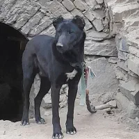 واگذاری سگ گله ای