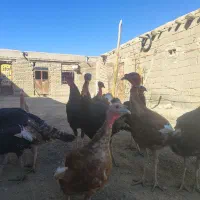 بوقلمو|حیوانات مزرعه|شراء, |دیوار