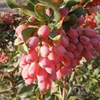 زرشک تازه|خوردنی و آشامیدنی|تهران, درکه|دیوار