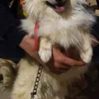 سگ نژاد پامر پرتقالی
