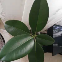 گل های شاداب