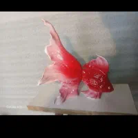 ماهی رزینی توپر رنگ روغنی نر و ماده