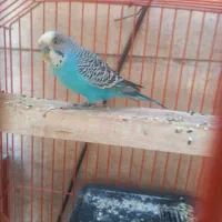 مرغ عشق نر