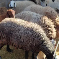 میش افشار و مغانی هترو ابستن دوقولوزا ۴راس|حیوانات مزرعه|کرمان, |دیوار