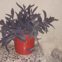 طراوت|گل و گیاه طبیعی|الشتر, |دیوار