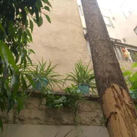 گیاه گندمی|گل و گیاه طبیعی|تهران, ائمه اطهار|دیوار