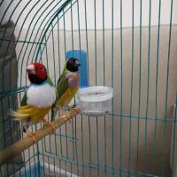 فنج گلدین جفت