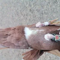 گلی پلنگ نر