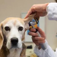 دامپزشک در محل|خدمات آرایشگری و زیبایی|رشت, سلیمانداراب|دیوار