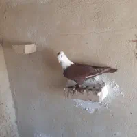 کلاغ