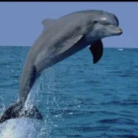 گشت و تفریحی جزیره قشم