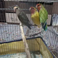 طوطی برزیلی