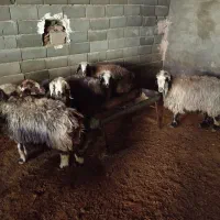 فروش دام داشتی فوری|حیوانات مزرعه|سمیرم, |دیوار