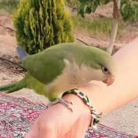 فروش راهب