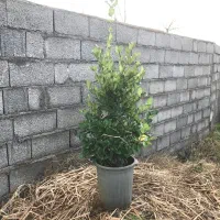 گل یاس هلندی سطل ۱۲ ریشه پرس