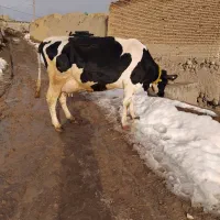 گاو هلیشتاین شیری|حیوانات مزرعه|هشترود, |دیوار