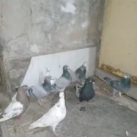 کفبوتر|پرنده|مشهد, شهید قربانی|دیوار