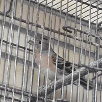 سهره|پرنده|مبارکه, |دیوار