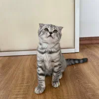گربه اسکاتیش گوش‌ کوتاه|گربه|ارومیه, |دیوار