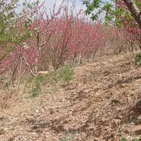 تیلر زدن هرس سم‌ پاشی جابه جایی اب