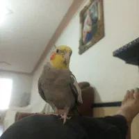 عروس هلندی|پرنده|رضویه, |دیوار