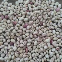 لوبیا چیتی بذری 1000کیلو گرم