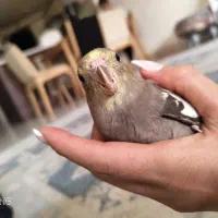 عروس هلندی نر و ماده