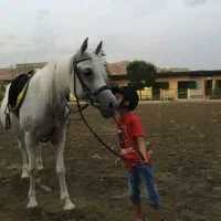 نعل اسب کار کرده دونه ی دویست هزار|اسب و تجهیزات اسبسواری|محمدشهر, همایون ویلا|دیوار