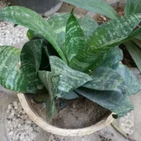 گل طبیعی نو از گلخانه|گل و گیاه طبیعی|مشهد, خواجه ربیع|دیوار