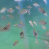 ماهیان تانگانیکا کالووس اسلاتوس|ماهی|قزوین, |دیوار