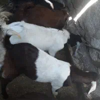 گوسفند و بز