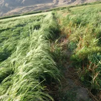 فروش برنج آش