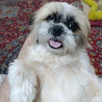 گمشده