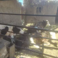 گاو