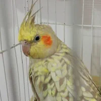 عروس هلندی ماده