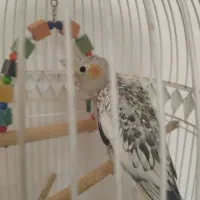 جوجه عروس نر دو ماهِ