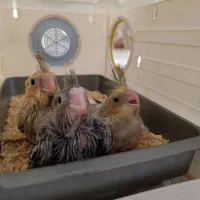 جوجه عروس هلندی سرلاکی ۲۵ روزه