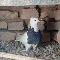 کفتر|پرنده|تایباد, |دیوار