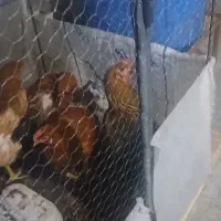 ۴عدد مرغ تخم گذار