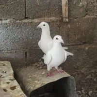 پرنده کفتر|پرنده|صدرا-فارس, فاز ۱|دیوار