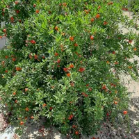 چهار دیواری واقع در روستای کاج|فروش زمین و ملک کلنگی|اصفهان, سرشبادران|دیوار