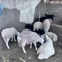 میش بره معاوضه با گاو گوساله